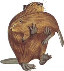 Бобер, несущий другого бобра